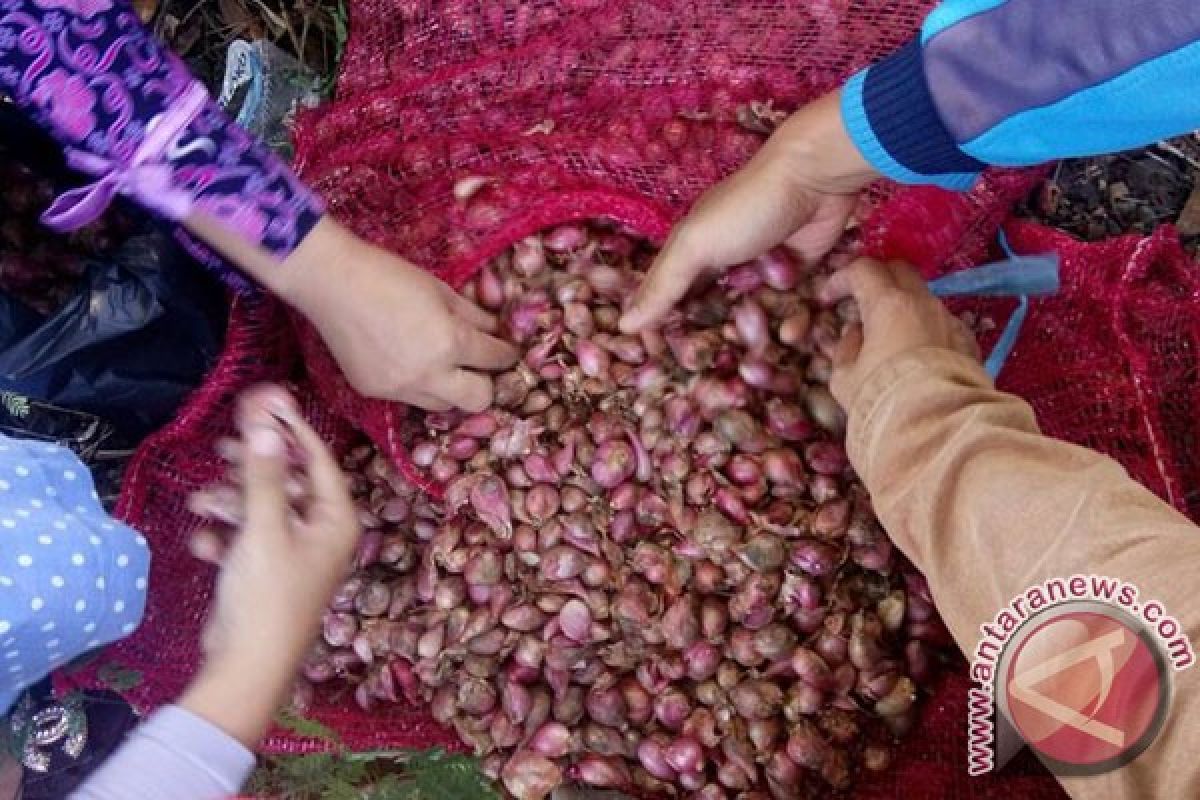 Harga bawang merah mencapai Rp40.000 per kg