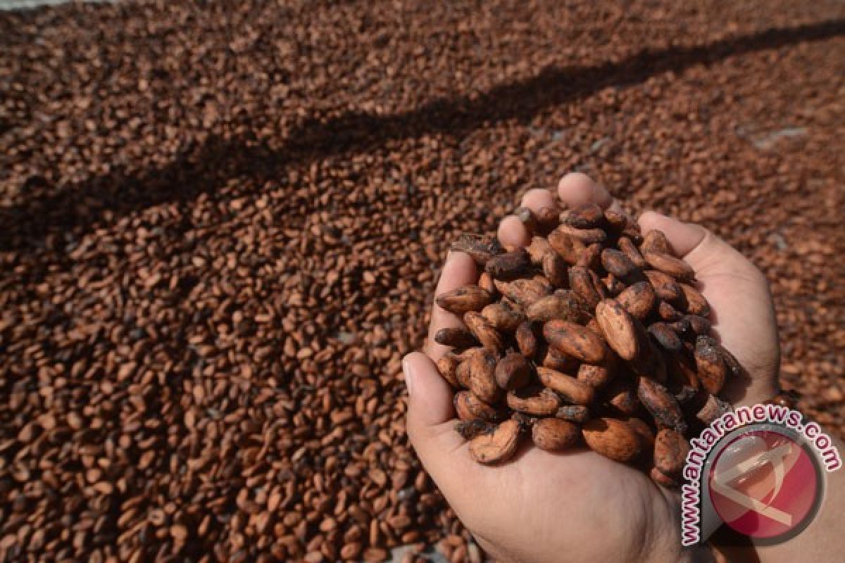 Harga kakao di Majene terus turun