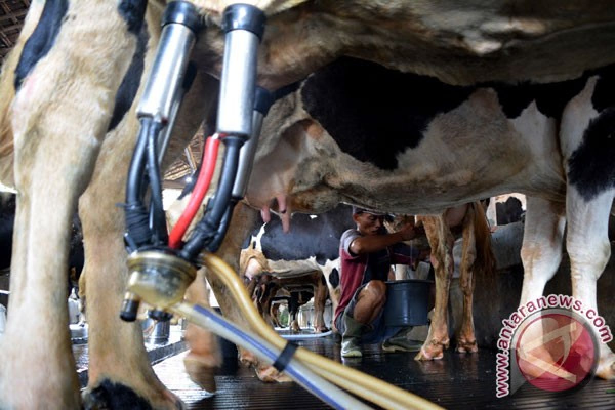 Peternak Kenya gunakan musik untuk tingkatkan produksi susu sapi
