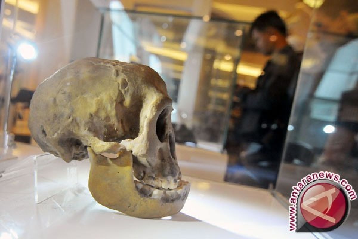 Fosil manusia purba di Cekungan Soa Flores ditemukan