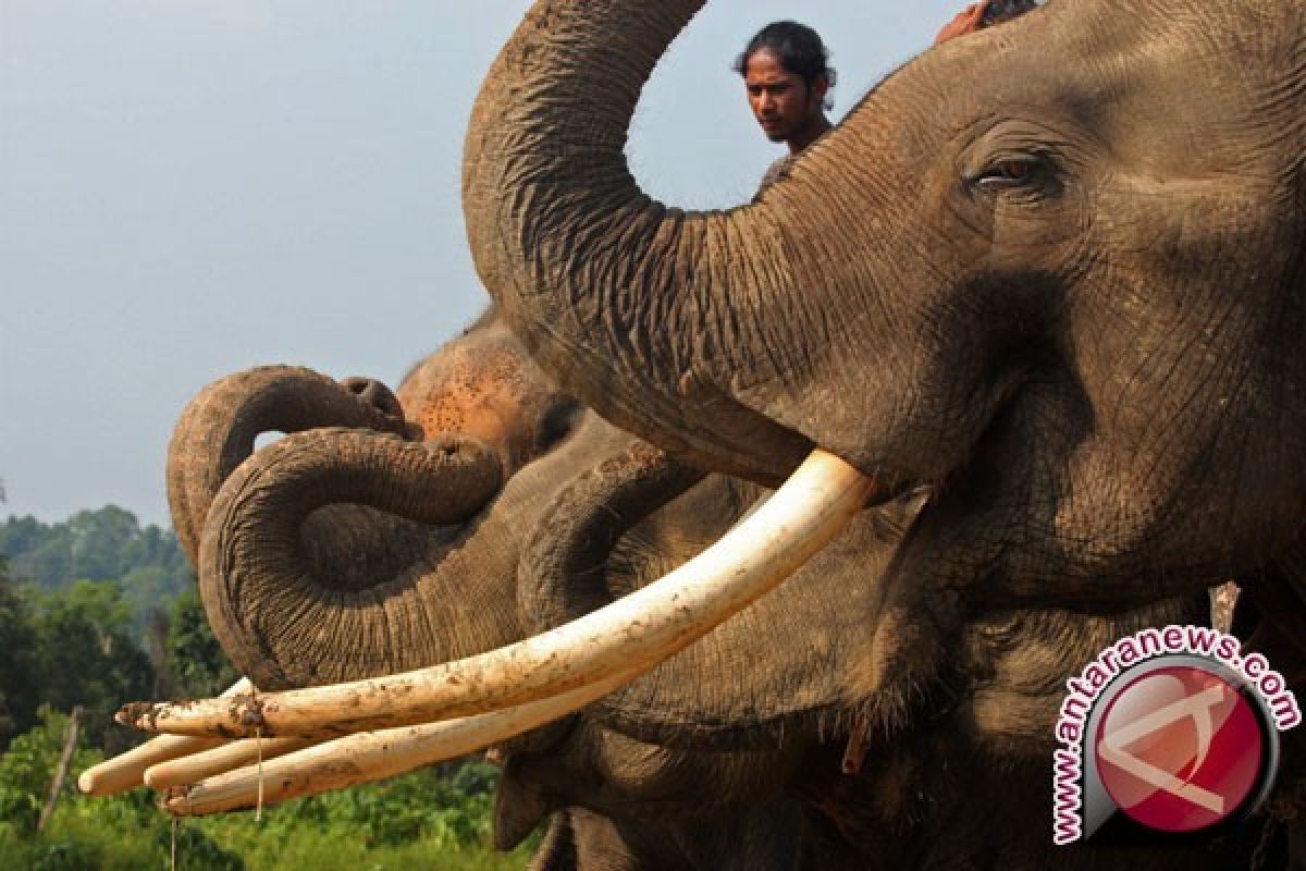 Singapura hancurkan gading gajah ilegal