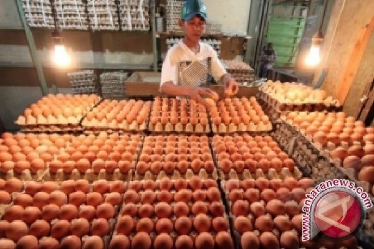 Satgas Pangan telusuri penyebab naiknya harga telur