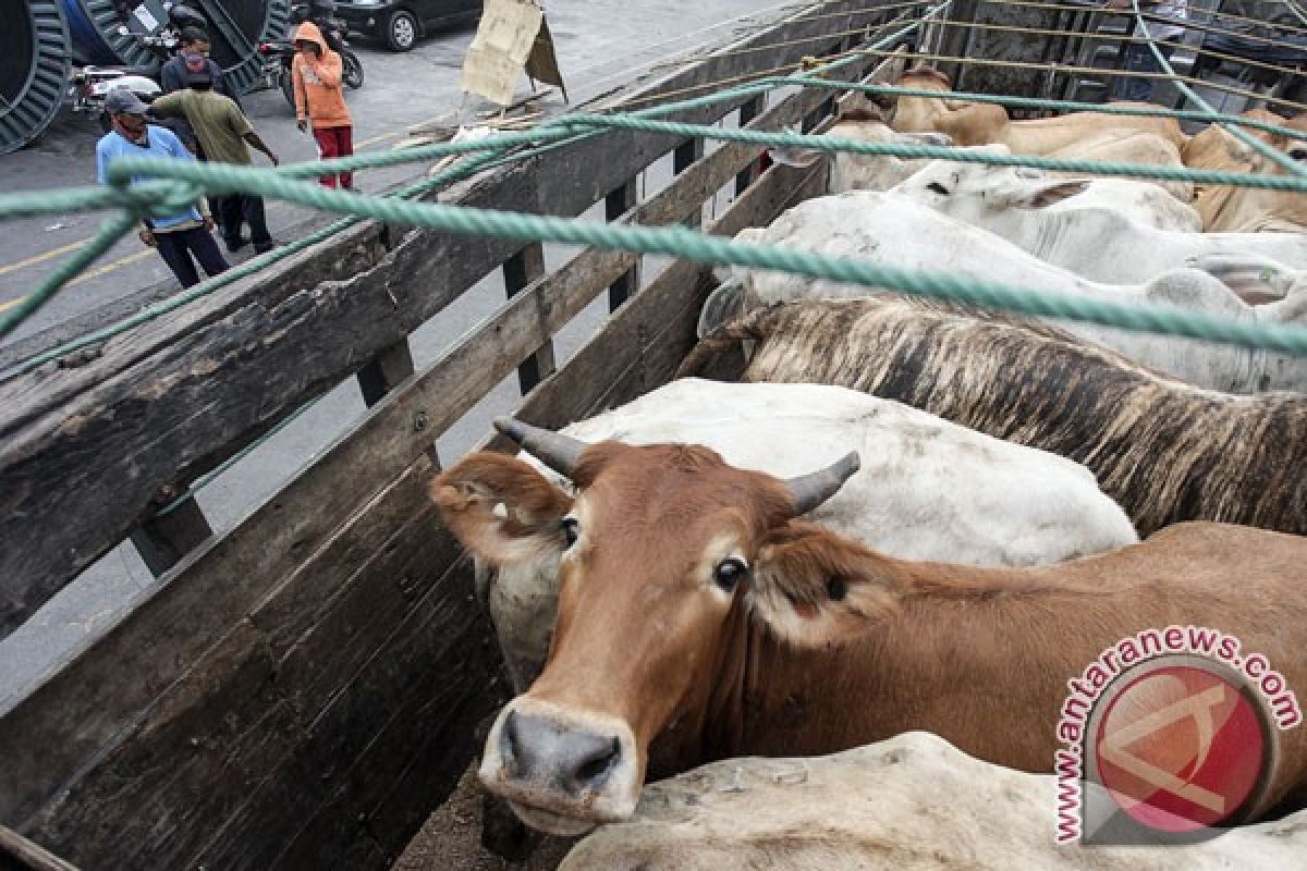 Cattle imports must include heifers