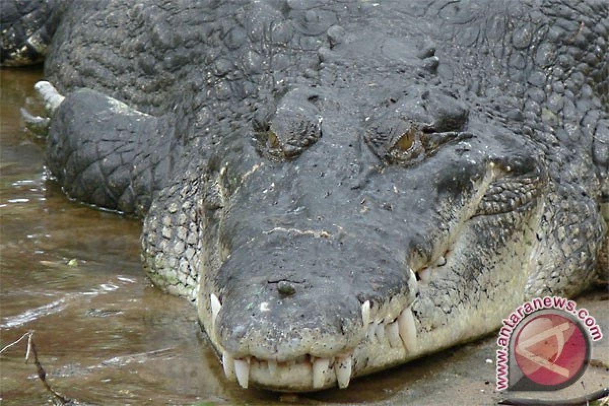 Buaya sepanjang 3,5 meter tewaskan seorang pria di Australia