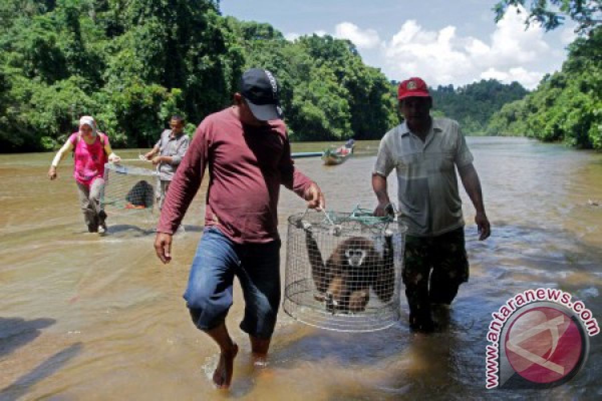 Melepas Liar Satwa Langka