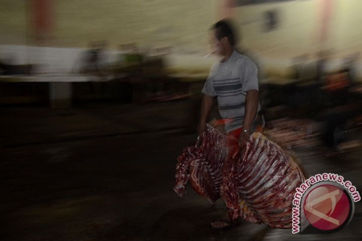 3.000 ekor sapi siap dipotong di RPH Makassar untuk Ramadhan, Lebaran