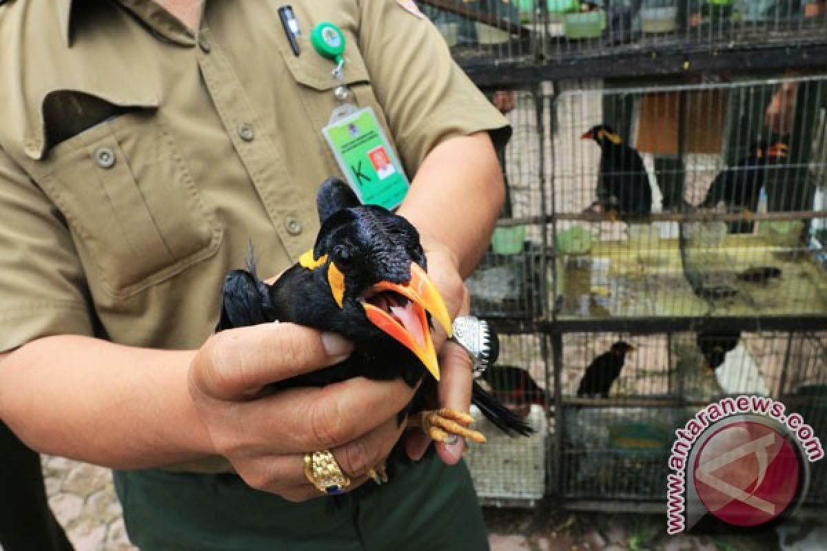 Pengiriman ratusan burung ke Sulawesi digagalkan