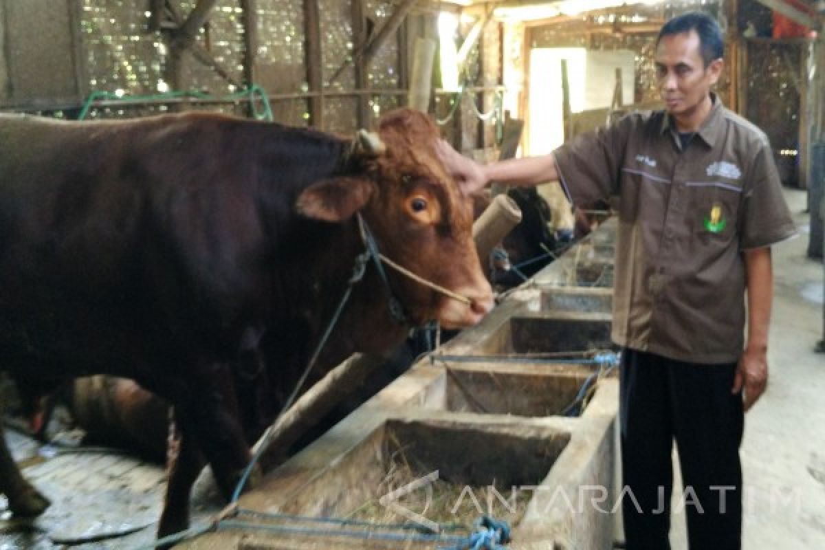 Mengembalikan Kejayaan Pekerjaan Leluhur Berswasembada Daging