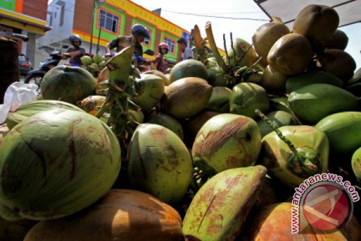 Pedagang kelapa muda diserbu pembeli