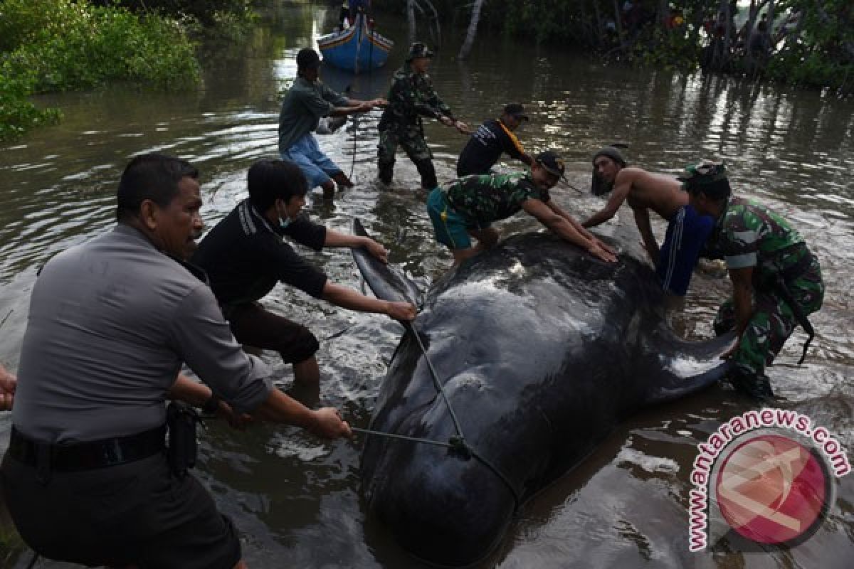 10 Paus Terdampar di Probolinggo Akhirnya Mati