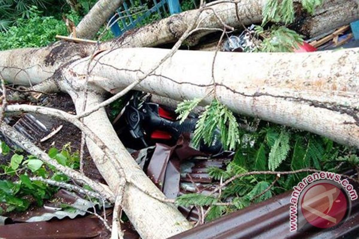 BPBD Mukomuko imbau warga waspada pohon tumbang dan banjir di tengah cuaca ekstrem