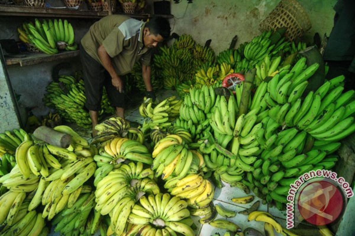 Solok Selatan gelar lomba memasak pangek pisang