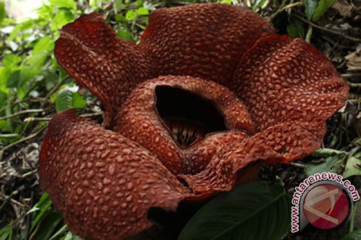 Rafflesia Arnoldii flower blooms in Bengkulu Province