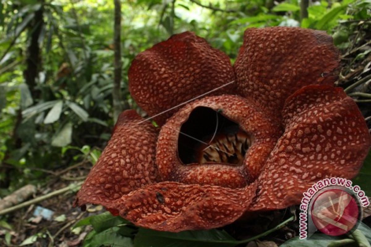 Pengunjung Bunga Langka Rafflesia Kecewa Akibat di Cat Pilox