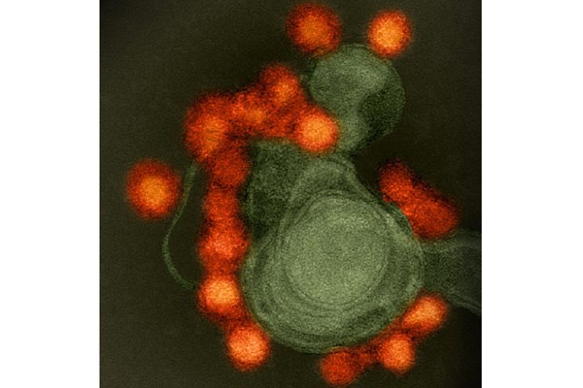 Ilmuwan identifikasi antibodi anti-Zika pada tikus