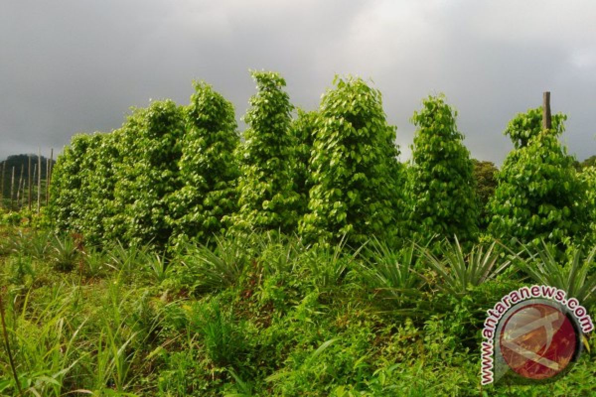 Petani Keluhkan Turunnya Harga Lada 