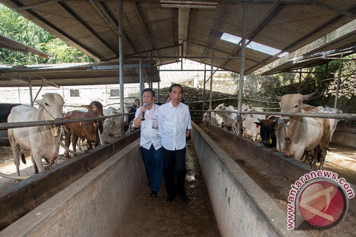 Pemerintah upayakan harga daging sapi turun