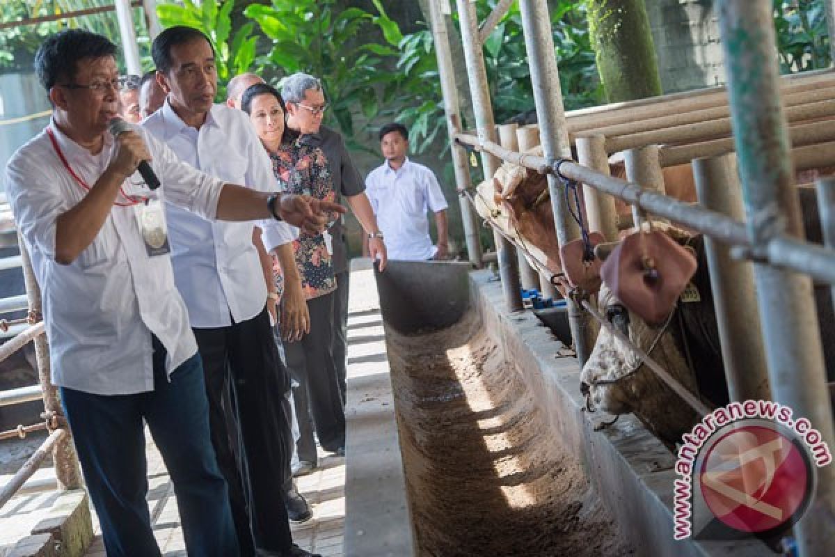 Presiden tinjau penggemukan sapi capai swasembada daging