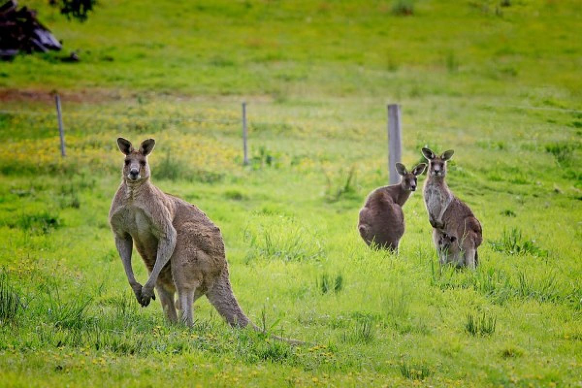 Antara doeloe : Binatang2 Australia untuk Republik Indonesia Serikat