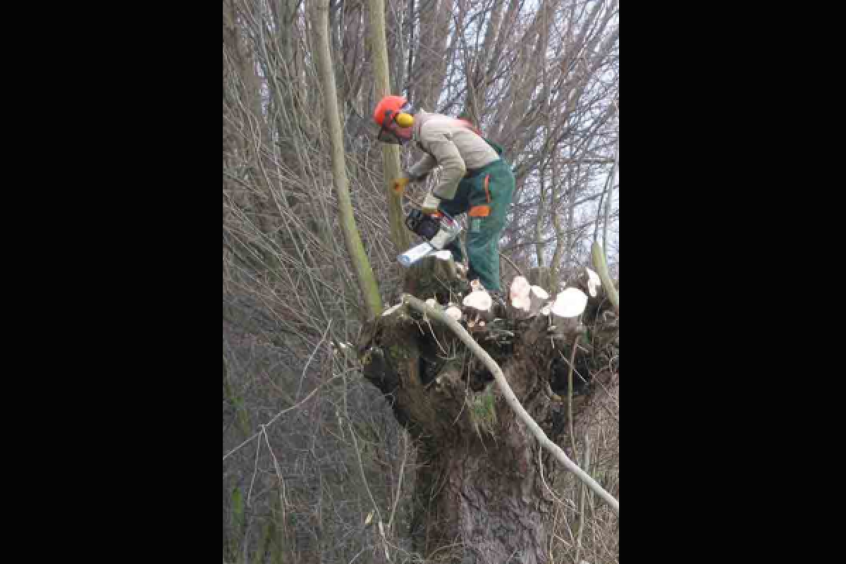 Dinas Imbau Masyarakat Singkawang Pangkas Pohon
