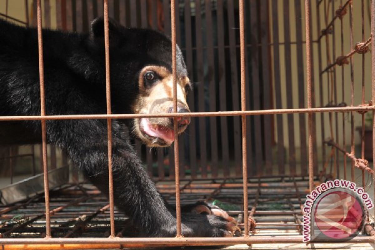 BKSDA lepasliarkan beruang madu ke hutan lindung 