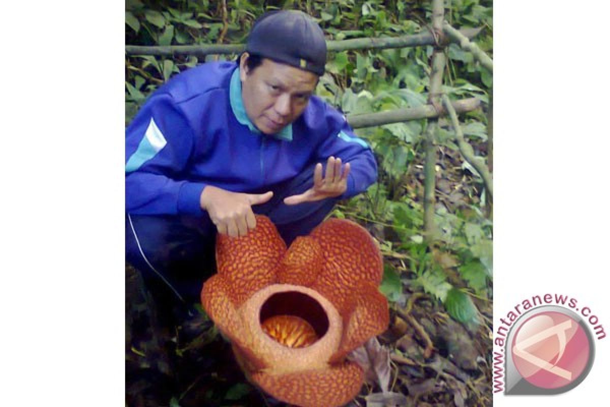 Rafflesia berkelopak enam mekar di Bengkulu