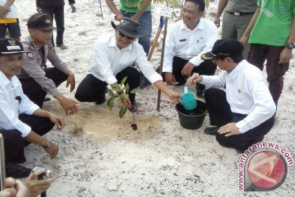 Seribu Pohon Kembali Ditanam di Eks PETI Mandor