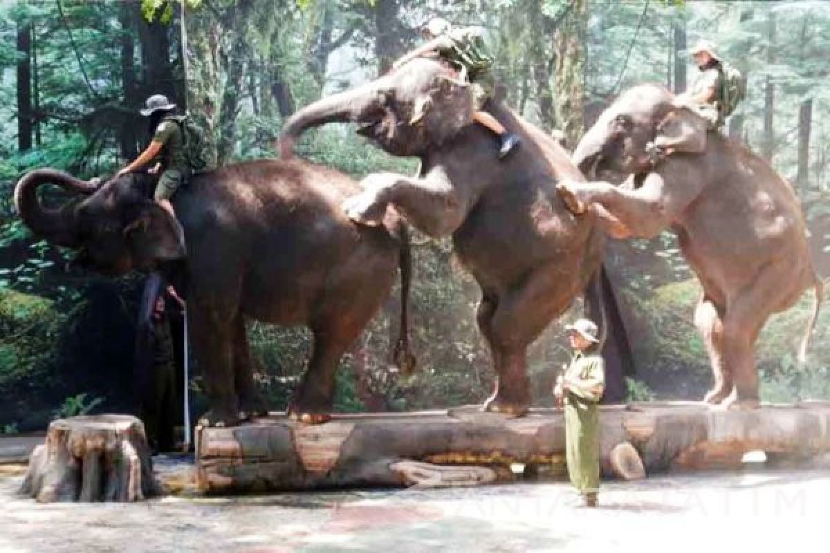 Gajah Sang Penyelamat Hutan
