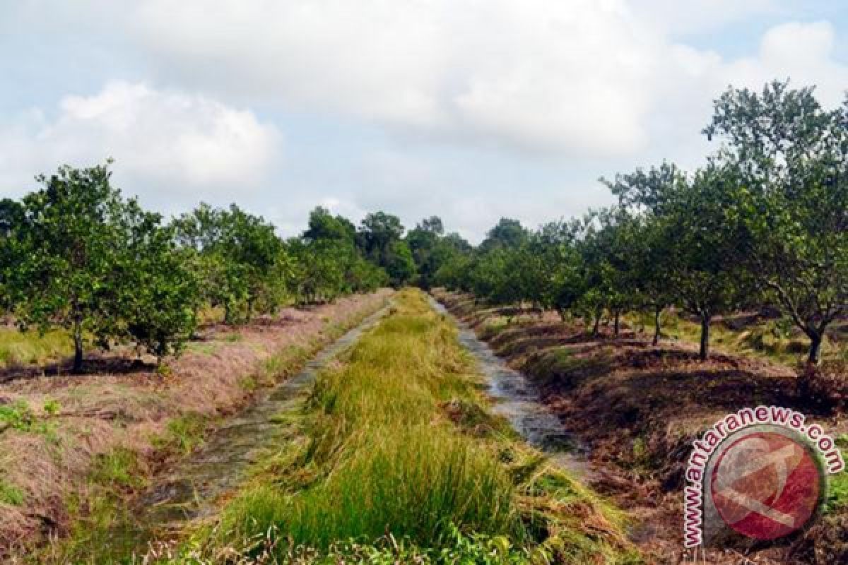 Petani Tapin Kembangkan Jeruk Termanis Nasional