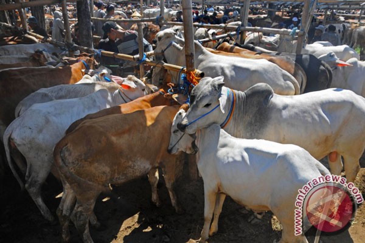 C. Java self-sufficient in beef with growing livestock population