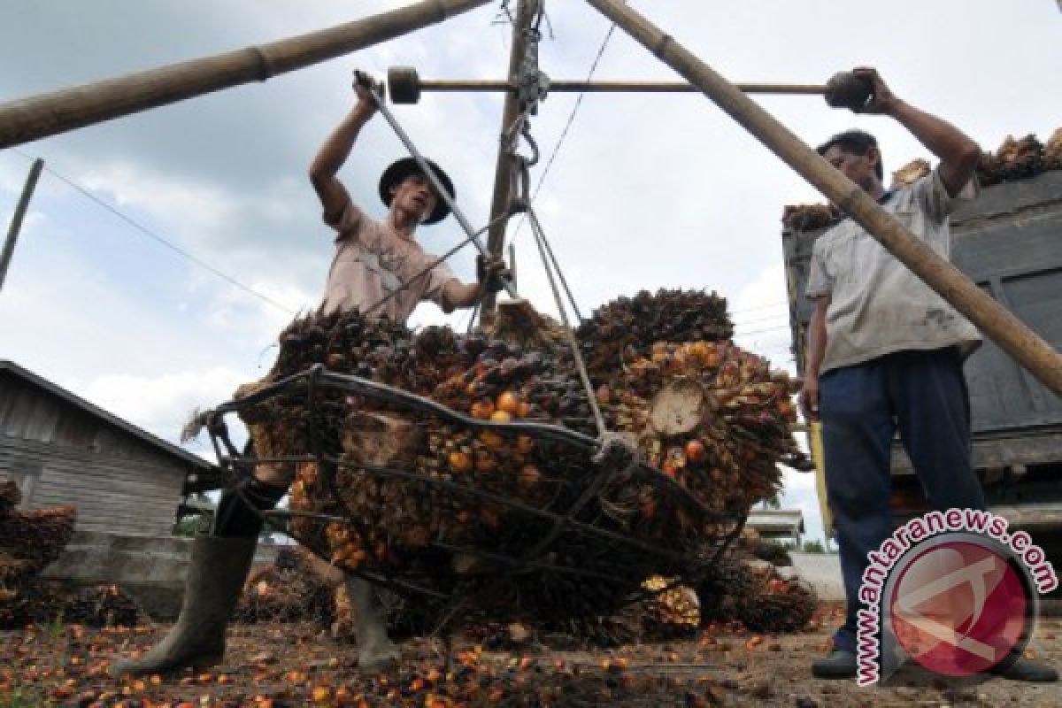Harga tandan buah segar sawit di Batanghari stabil