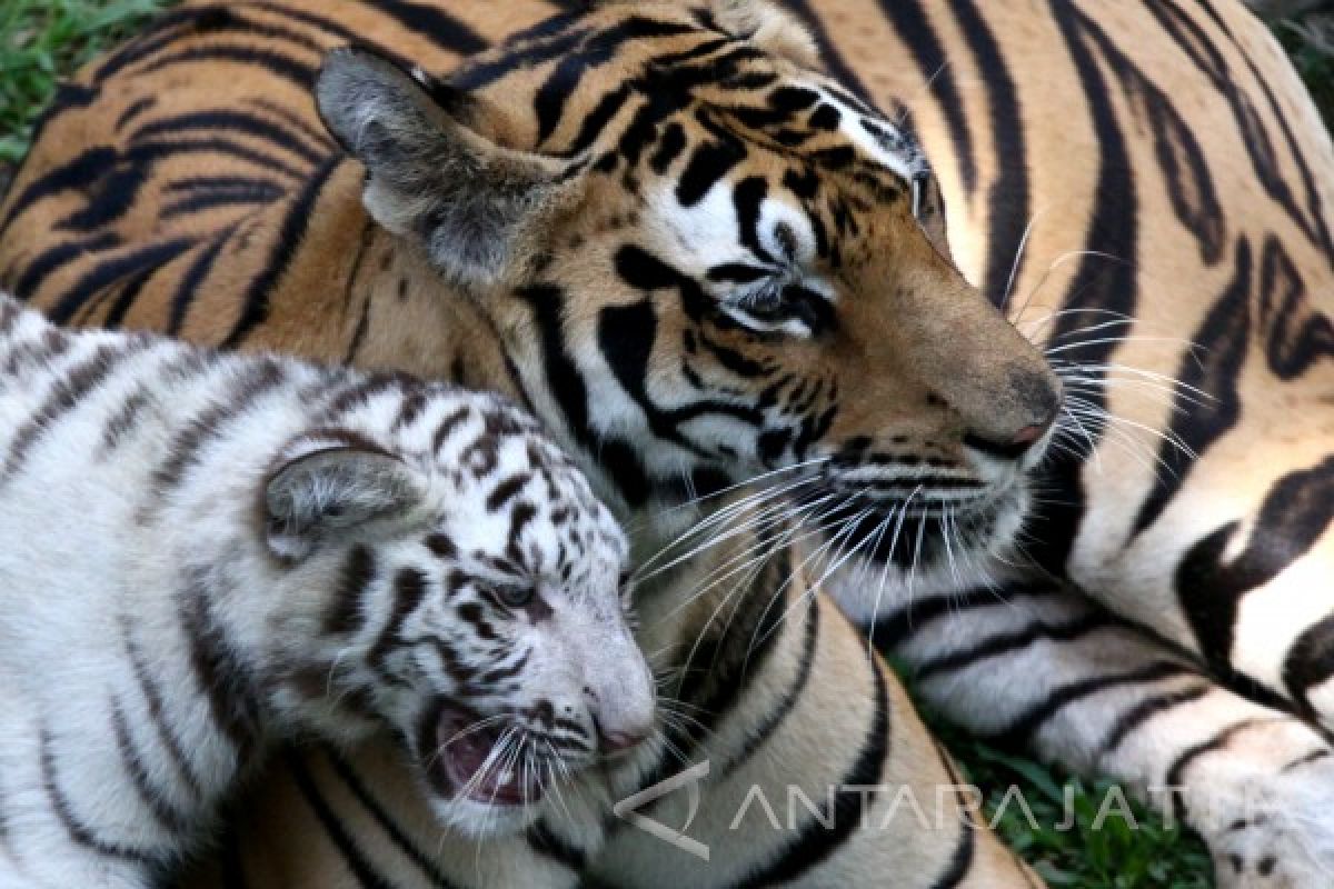 TNMB Pasang Puluhan Video Trap Untuk Pastikan Jejak Harimau Jawa