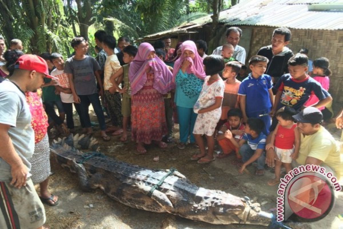 Buaya Terperangkap Jaring Nelayan