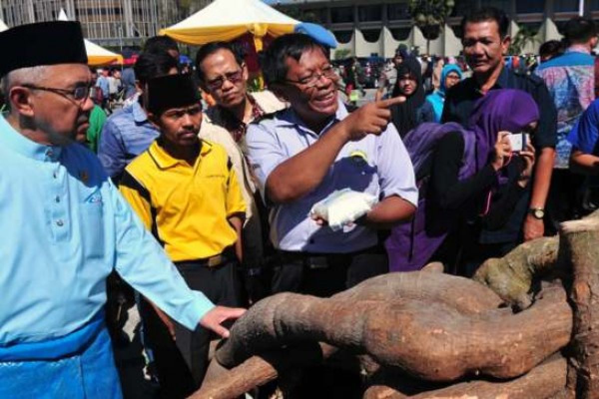 Singkong Raksasa di Pasar Murah Kantor Gubernur Riau, Andi Rachman Takjub