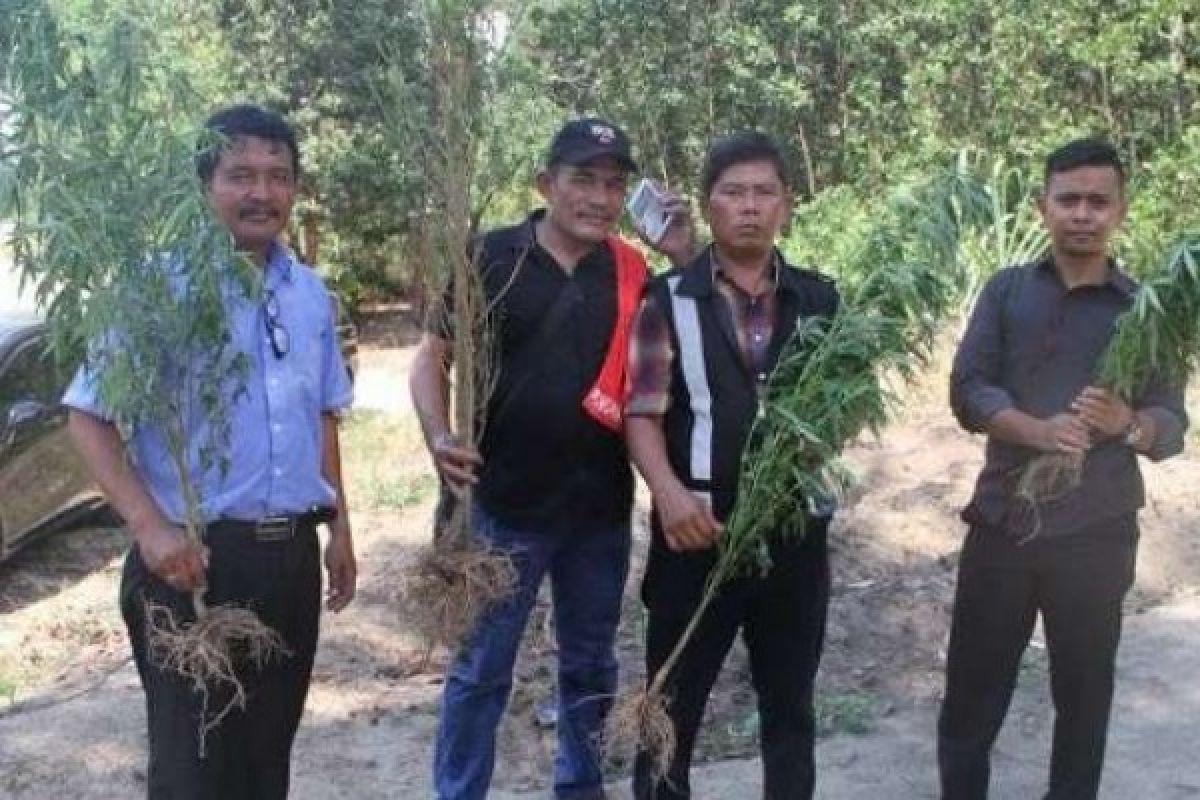 Ada Ladang Ganja Ditemukan Polda Riau di Pekanbaru, Ini Lokasinya