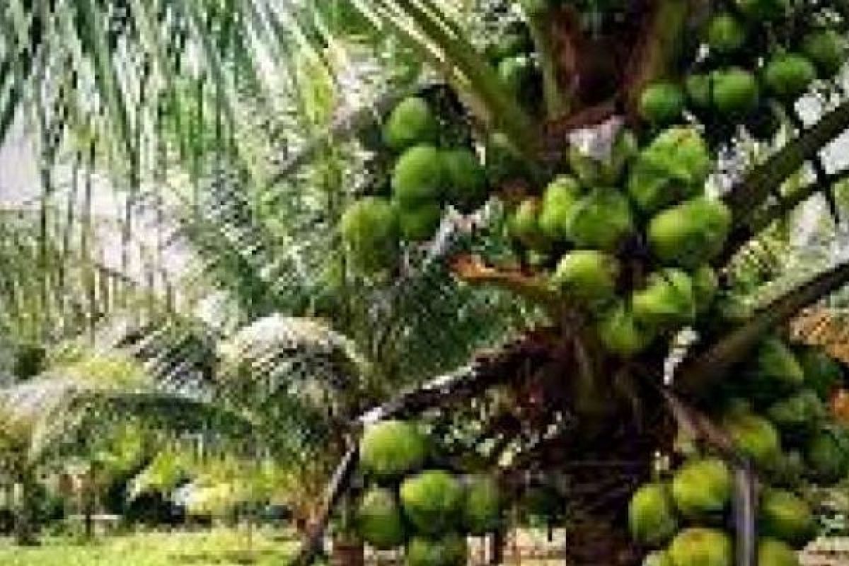 Disbun: Tanaman Kelapa Miliki Nilai Ekonomis Tinggi