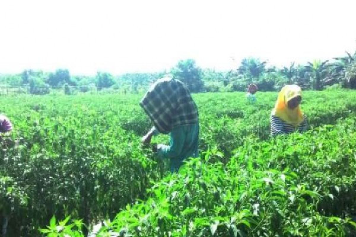 Berkah Ramadan, Poktan Desa Sungai Lipai Panen 6 Ton Cabe