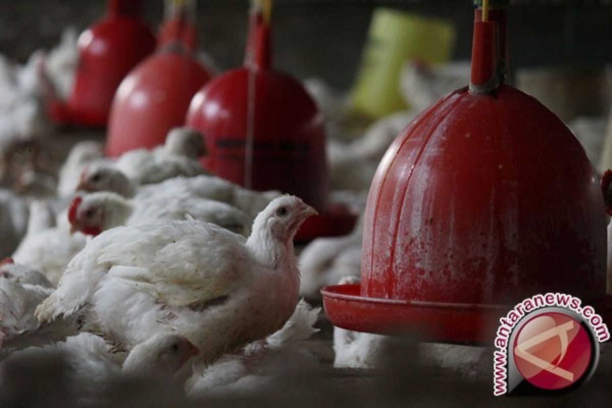 Solok Selatan Datangkan Ayam dari Luar Daerah