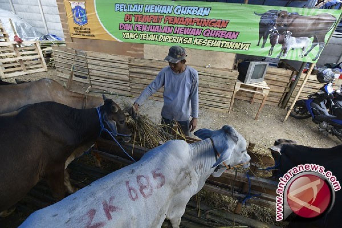 Pastikan Daging Layak Konsumsi, Padang Kerahkan Petugas Pantau Hewan Kurban
