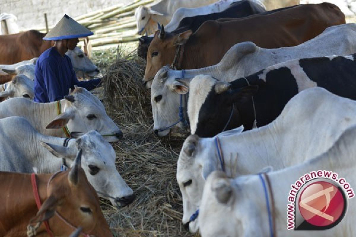 Ribuan Sapi Masih Tertahan di Kupang