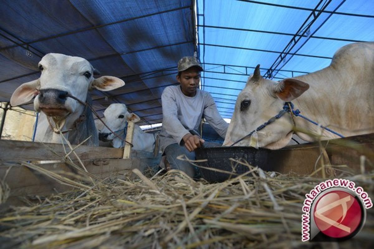 Sapi Kurban Presiden Jokowi untuk Masjid Raya Sumbar dari Agam