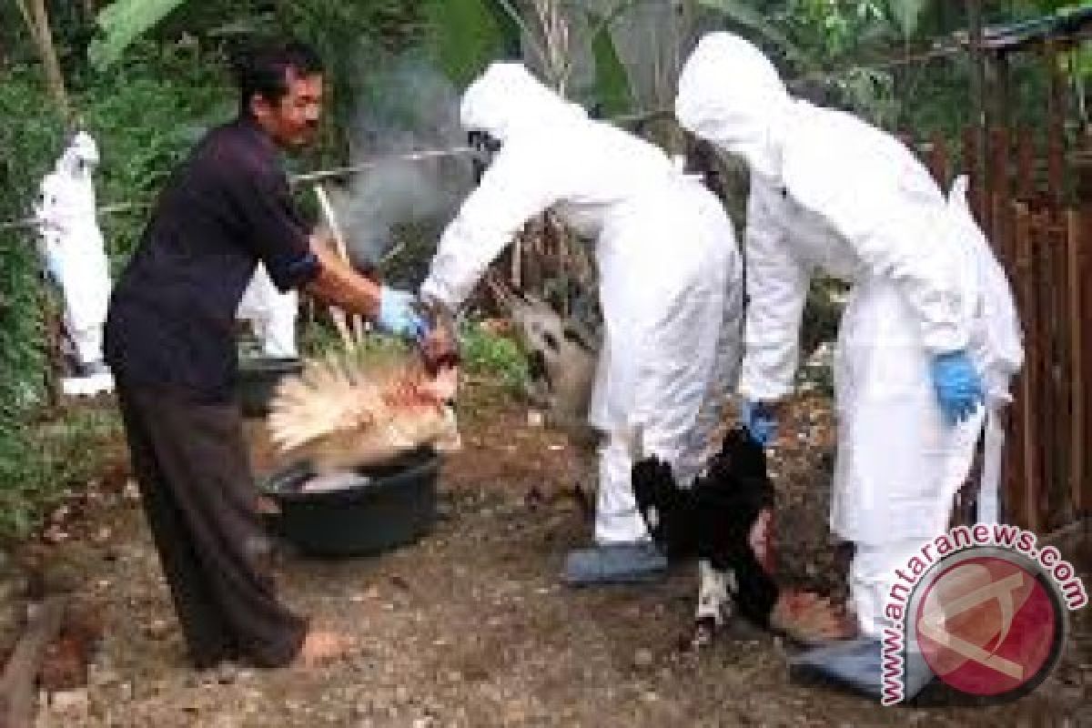 Belasan ayam warga mati terserang penyakit Ende 