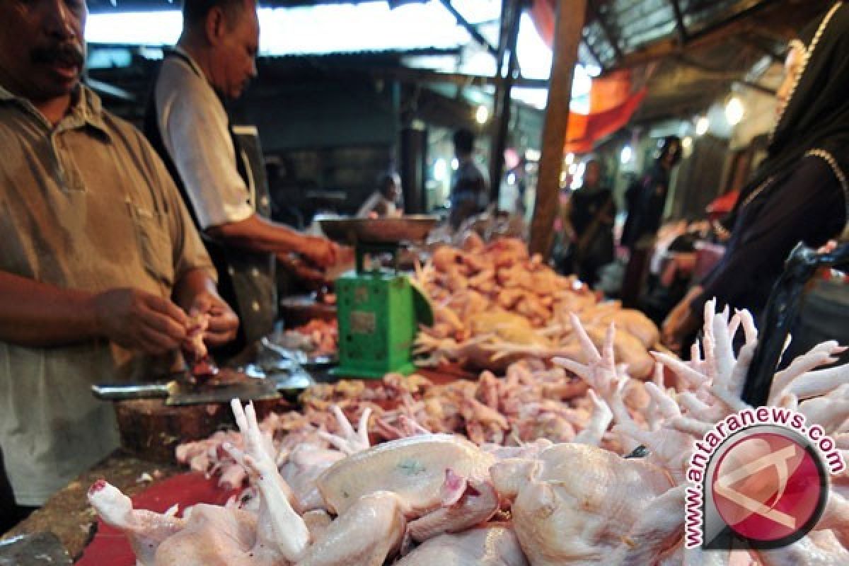 Ini harga ayam perkilogram di Padang