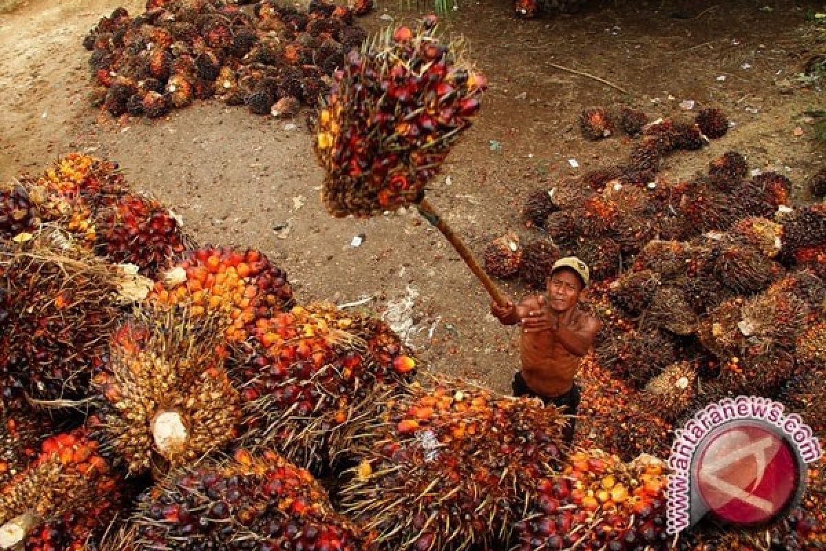 Harga TBS Sawit Kaltim Turun Tipis