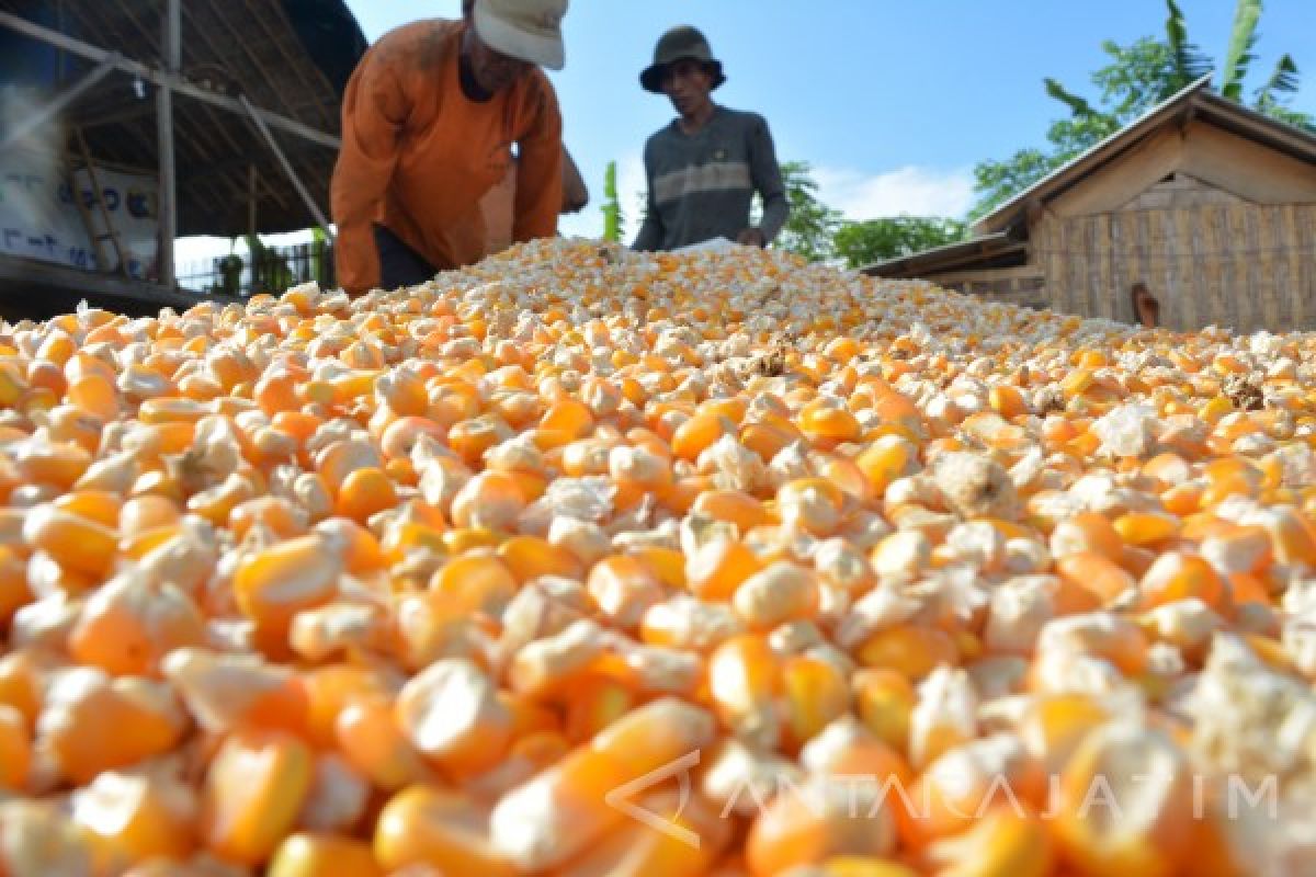 Mosanto Dukung Pemberdayaan Petani Jagung