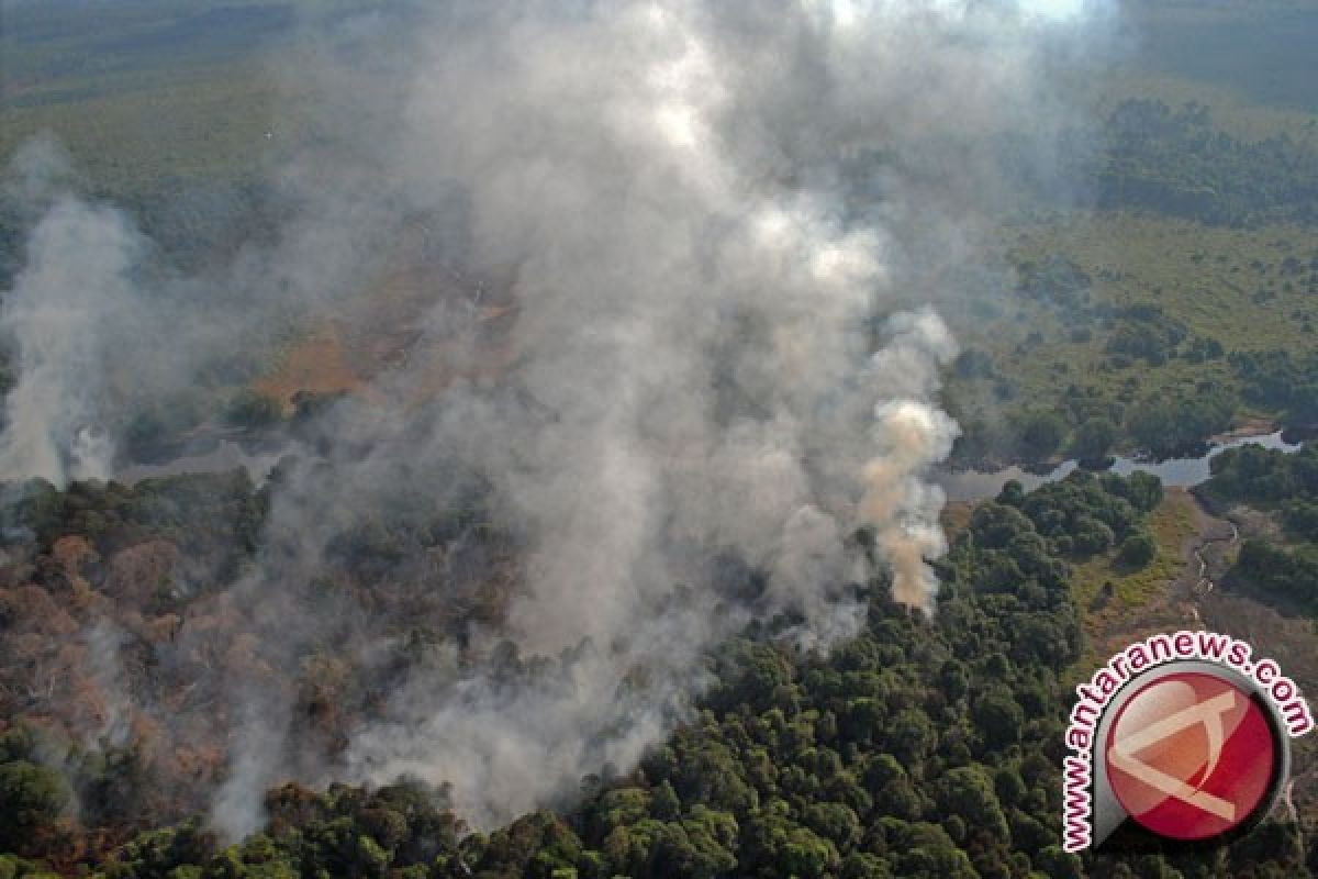 Hutan Taman Nasional Situbondo diduga dibakar