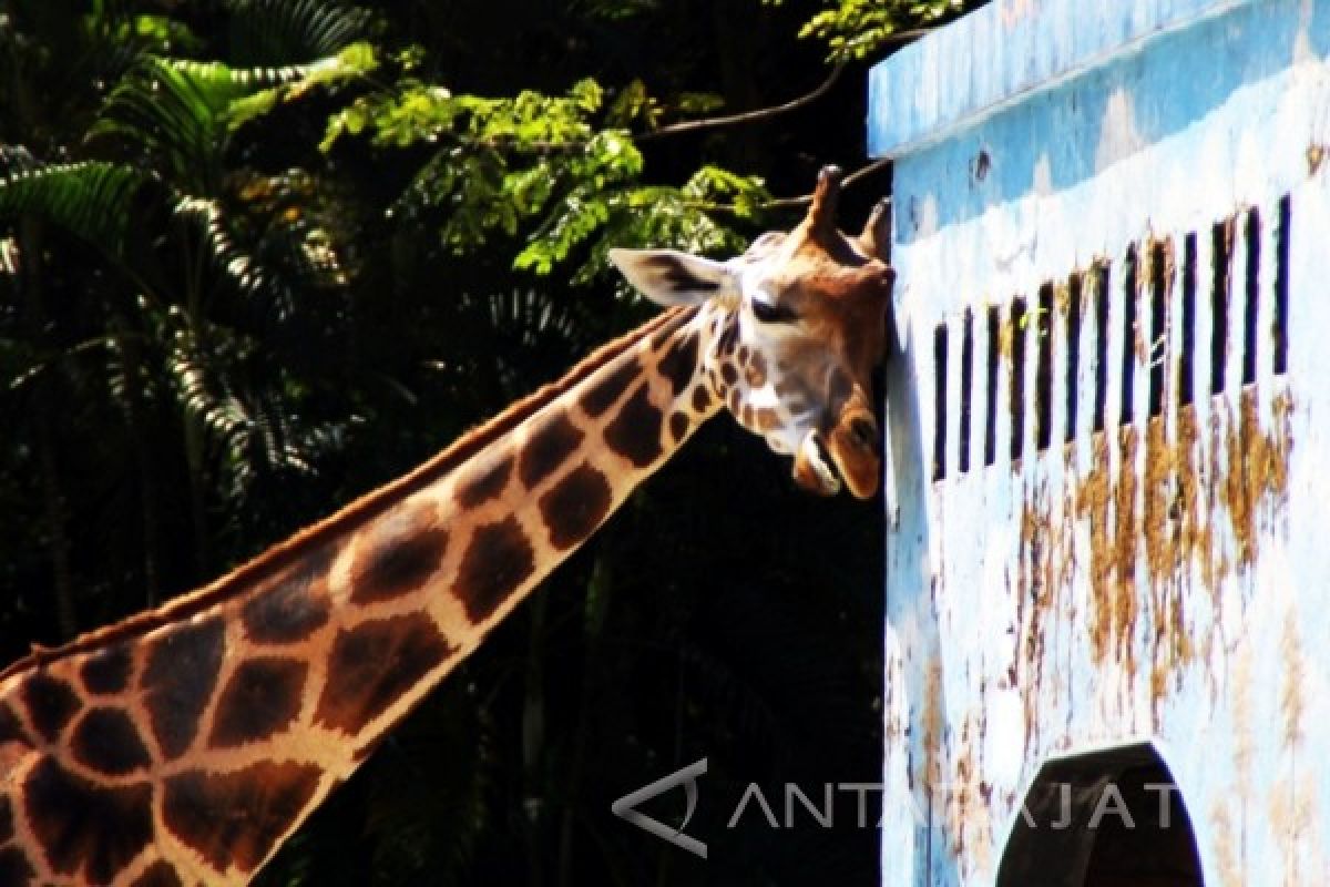 KBS Labelkan Pohon Berusia Ratusan Tahun