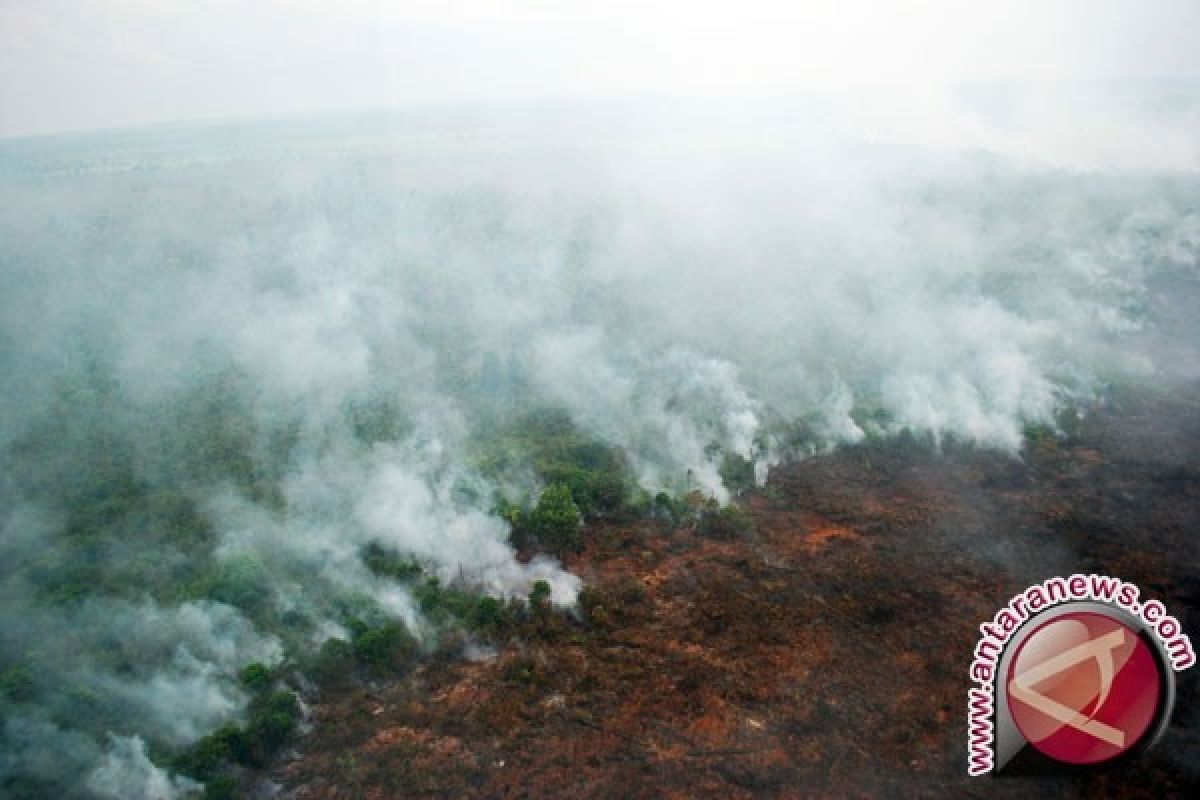 Gubernur Riau Nyatakan 20 Persen Kebakaran Hutan di Areal Perusahaan