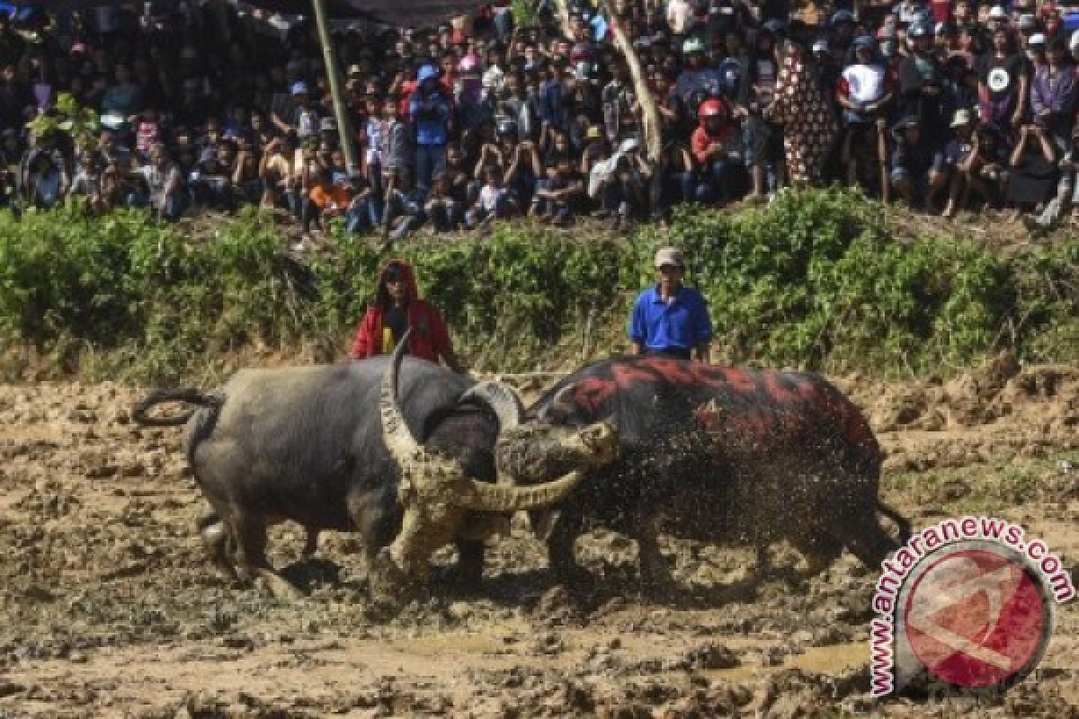 Dispar Dorong Toraja Jadi Destinasi Wisata Halal 