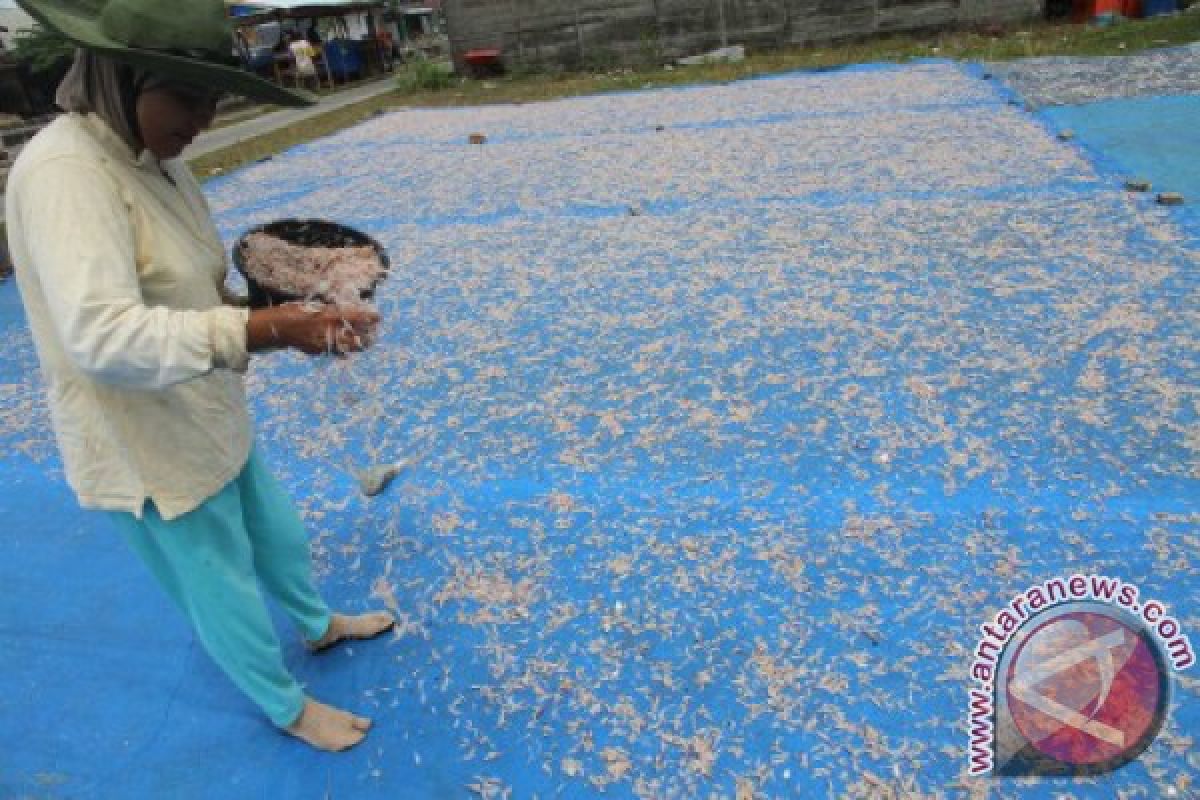 Harga Udang Rebon Naik